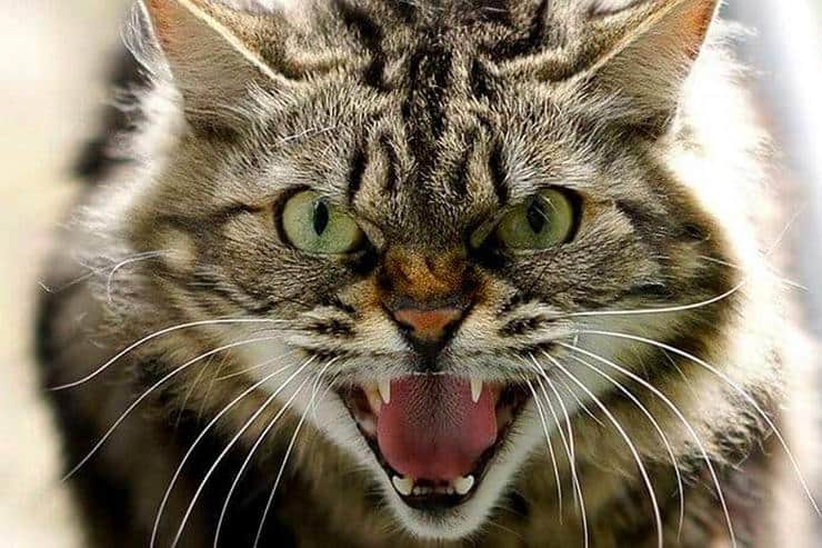 Карантин в Синельниковому: в місті зафіксовано випадок сказу